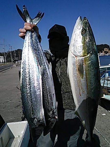 2月2日（土）ブリ、サワラ。画像