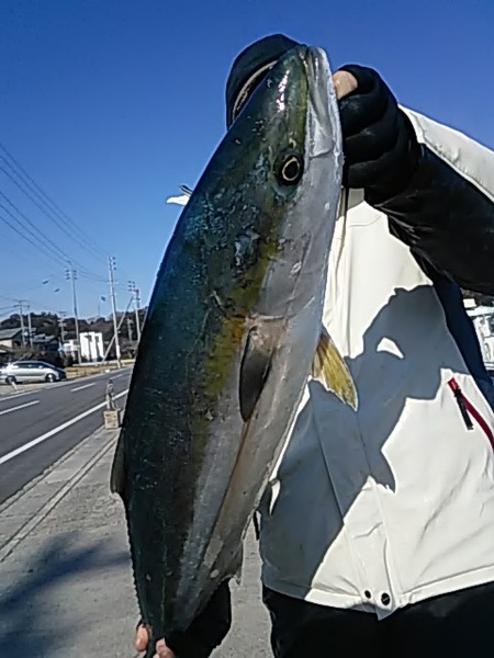 2月2日（土）ブリ、サワラ。画像