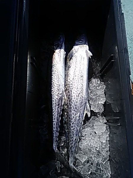 2月21日（木）　サワラ。画像