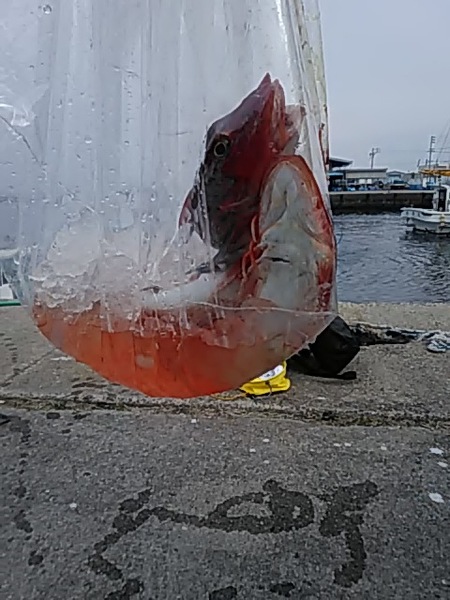 2月24日（日）　ブリ、ホウボウ。画像