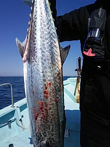 3月9日（土）　ワラサ、サワラ、ヒラメ。画像