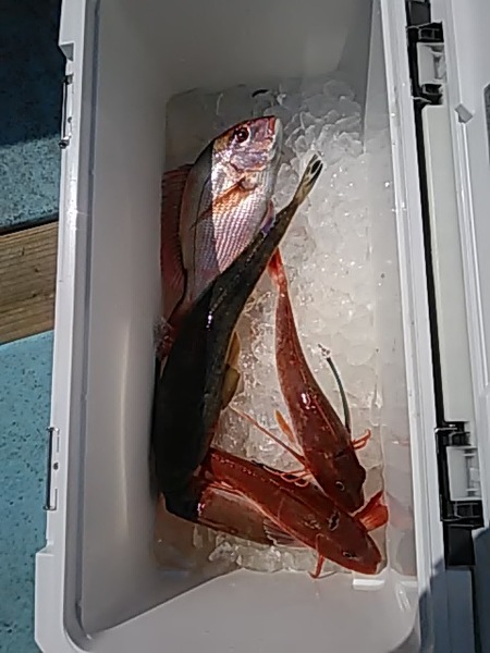 3月2日（土）　マダイ、ホウボウ、マゴチ。画像