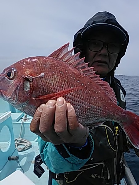 4月28日（日）　マダイ　　ワラサ画像