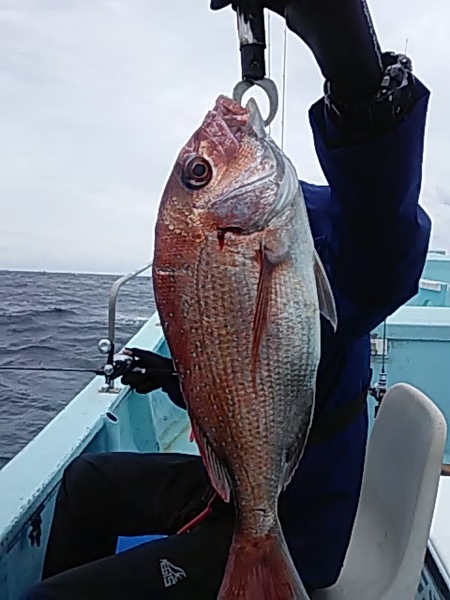 4月29日（月）　マダイ　　ワラサ画像