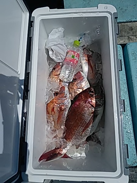 5月4日（土）　　マダイ画像