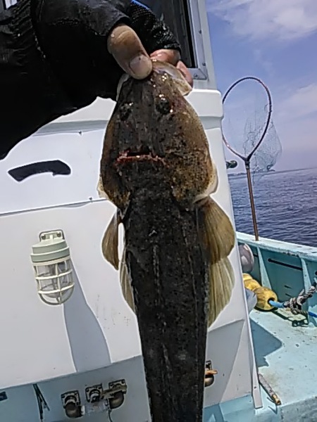 6月1日（土）　　良い型のサワラとマゴチです。画像