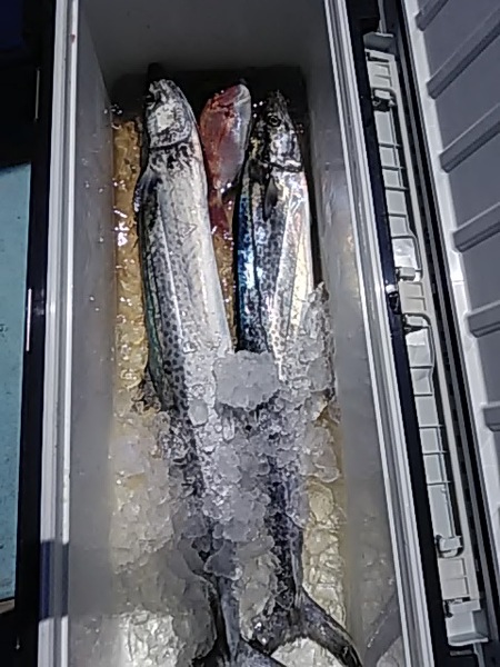 6月6日（木）　　何とかお土産が出来ました。「サワラ・コダイ」画像