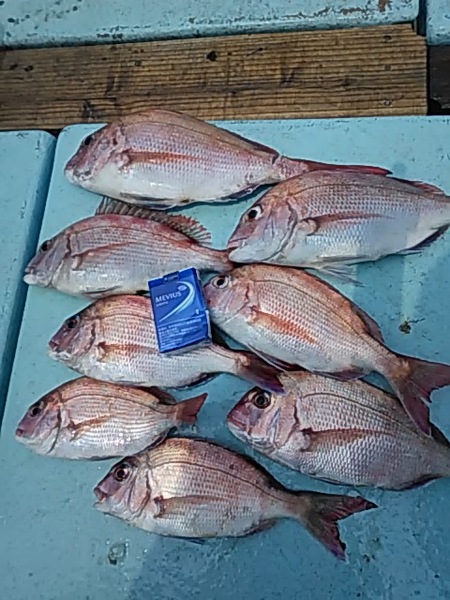 6月21日（金）　　マダイの喰い◎画像