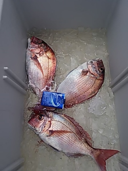 6月22日（土）　　マダイ狙い画像