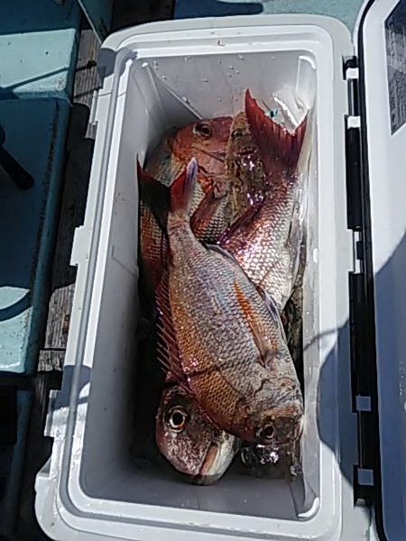 6月25日（火）　釣果はまずまず。「マダイ」画像