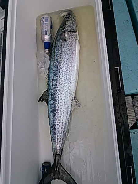 7月6日（土）　　風が強い「サワラ」画像