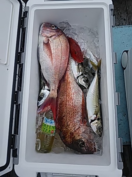 7月7日（日）　本日はマダイ・サワラ・カマス・アジ・サバ画像