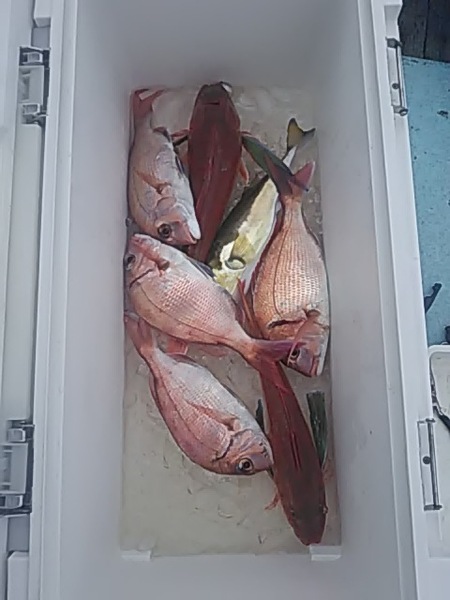 7月21日（日）　　小物のコダイ・サゴシ・ホウボウでした。画像