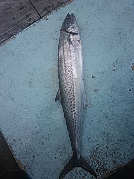 7月21日（日）　　小物のコダイ・サゴシ・ホウボウでした。画像