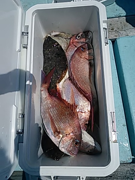 8月10日（土）　真鯛大漁「マダイ・ヒラメ・タコ」画像