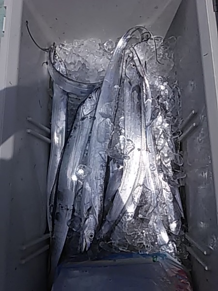 8月20日（火）　愛知県親子お子様ジギング初挑戦！ 画像