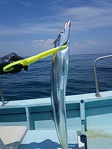 8月21日（水）　　愛知県から来ました　タチウオ画像