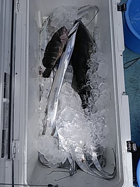 9月1日（日）　久しぶりにブリ・サワラ。もちろんタチウオも画像