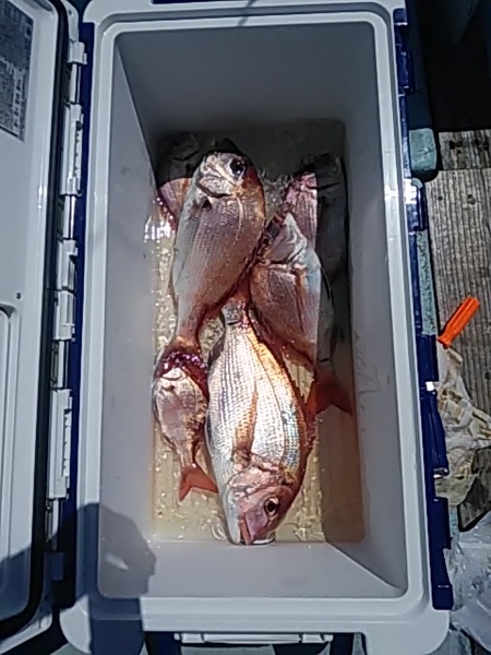 9月3日（火）　　狙いはマダイ画像