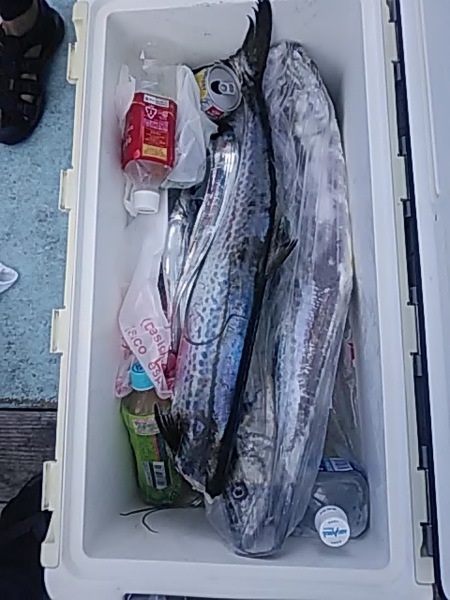9月4日（水）　　サワラ・タチウオ狙い！！　ハマチも釣れました。画像