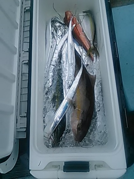 9月5日（木）　　本日はカンパチ・サワラ・ワラサ・タチウオをゲット画像