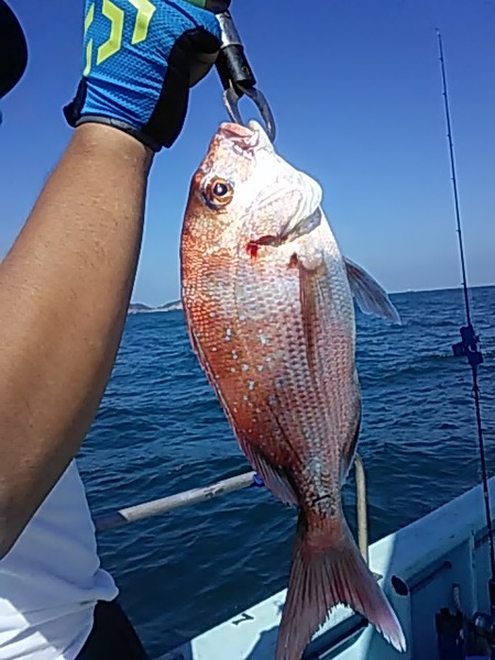 9月15日（日）　タチウオの型◎他にハモ・マダイも画像
