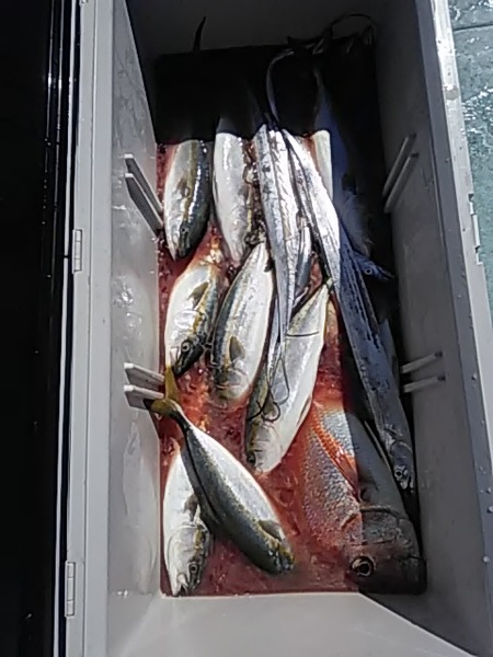 9月16日（月）　　狙い通りマダイ・ハマチ・タチウオをゲット！画像