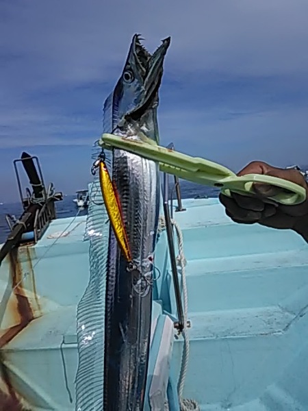9月29日（水）　　本日は親子でジギング　タチウオ大量です！画像
