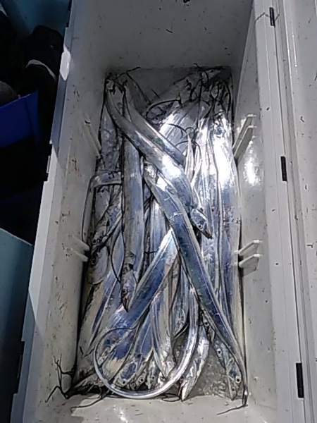 大西さん親子2人の釣果