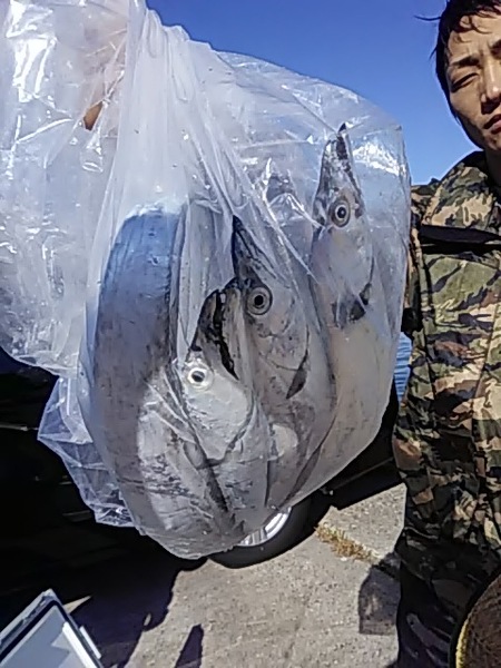 10月6日（日）　　風が・・タチウオは・・画像