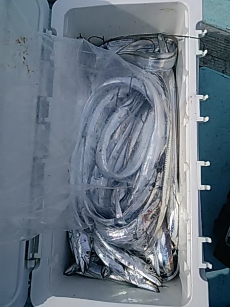 10月27日（日）　狙いは最後までタチウオ　他「ハマチ・マゴチ」画像