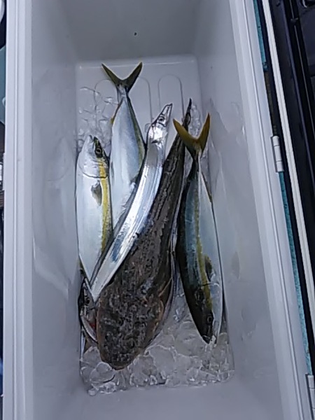 11月3日（日）　昨日と変わり無くですね。画像