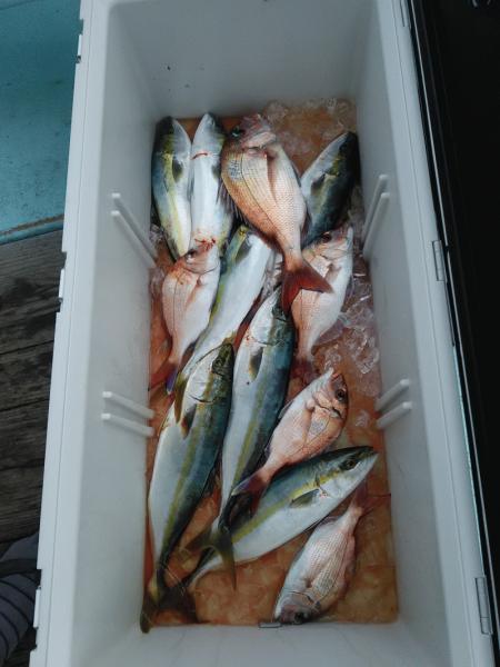 12月18日（水）　　青物不調マダイ狙へ。画像