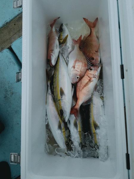 12月18日（水）　　青物不調マダイ狙へ。画像