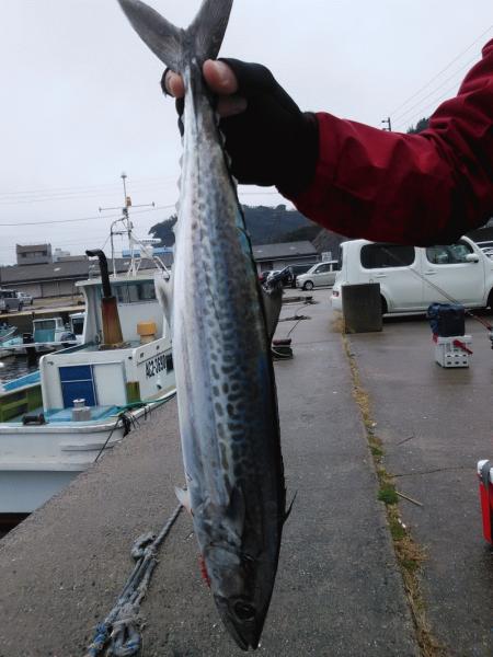 12月30日(月) サゴシ1匹です。画像