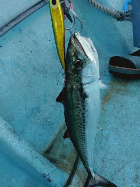 12月14日（土）　あちこち走りました。画像