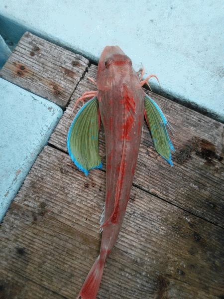 1月12日(日) 1日青物の記録求めて。画像