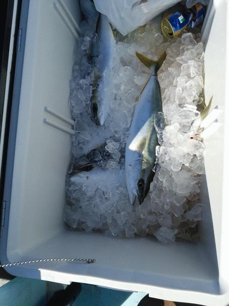 2月11日(火) 強風でした。画像