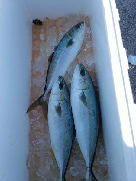 2月2日(日) ハマチ4本画像