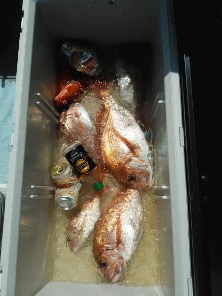 3月21日(土) マダイ・カサゴ お土産出来ました。画像