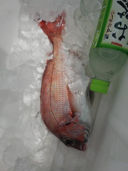 3月22日(日) こんな日もあり マダイ・ホウボウ画像