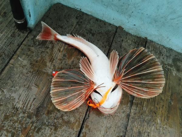 3月22日（日）　こんな日もあり　マダイ・ホウボウ画像