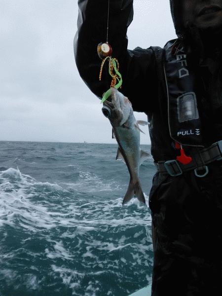 3月29日（日）　強風でした。画像