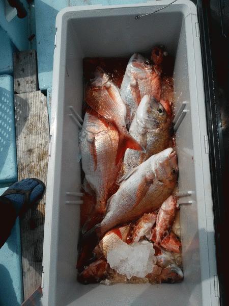 4月4日（土）　桜鯛　サイズも喰いも良かった画像