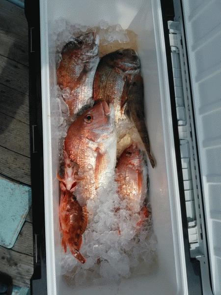 4月4日（土）　桜鯛　サイズも喰いも良かった画像