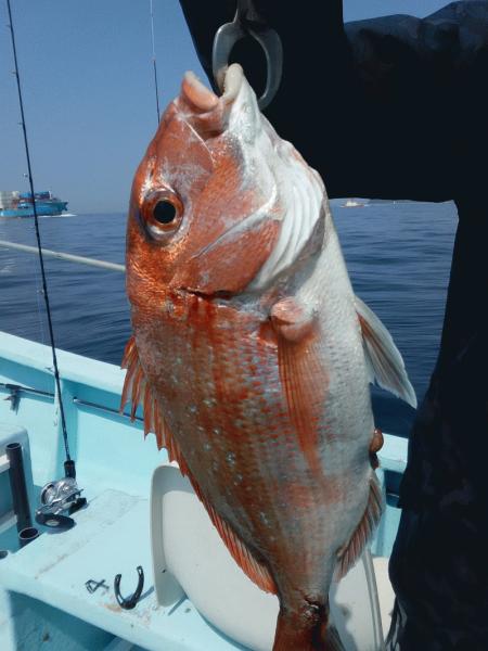 4月4日（土）　桜鯛　サイズも喰いも良かった画像