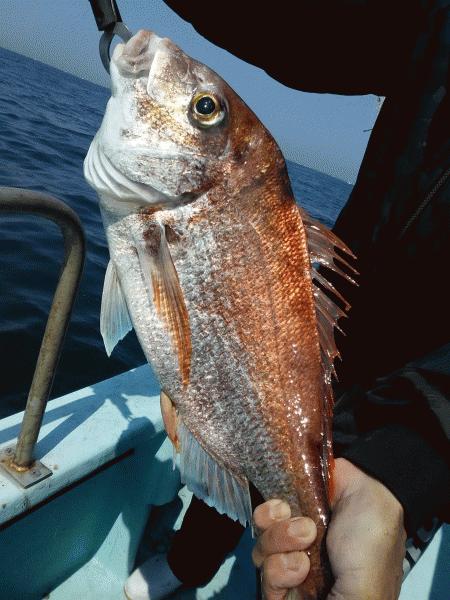 4月4日（土）　桜鯛　サイズも喰いも良かった画像