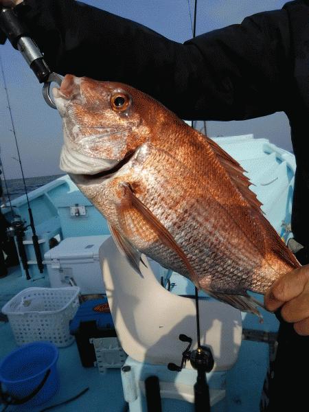 4月4日（土）　桜鯛　サイズも喰いも良かった画像