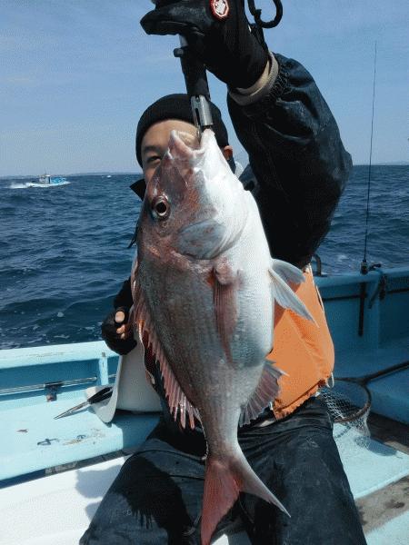 4月11日（土）　　マダイ、いい感じ。画像