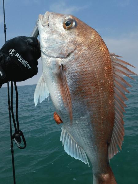 4月15日（水）　　コダイのアタリ無し画像